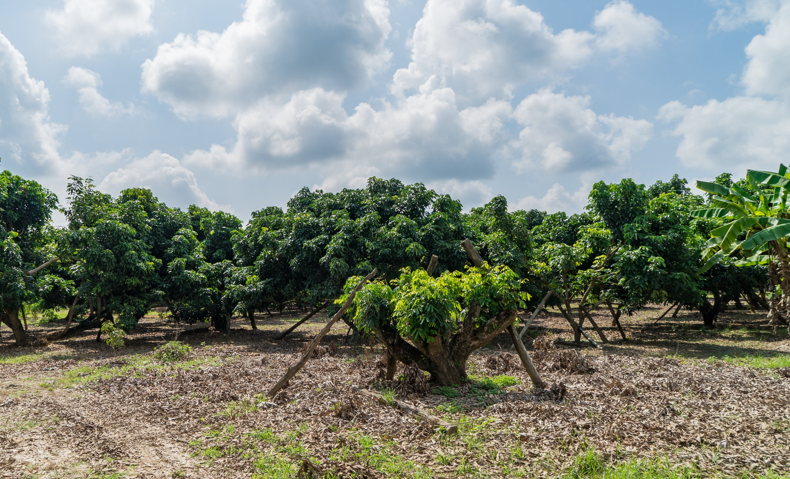 longan farm